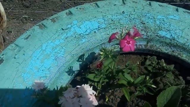 Цветёт уличный кактус, цветут лилейники, и другие цветы. ?? смотреть онлайн