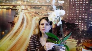 Цветонос орхидеи замер и вырос коротким Что делать с цветоносом? Как стимулировать цветение орхиде