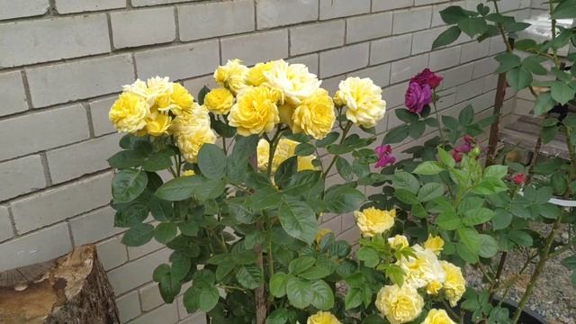 роза Эбб Тайд,Ани Дюпрей,Парпл Лодж смотреть онлайн