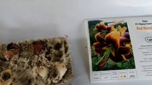 Как я размножила ОТ и ЛА гибриды лилий весной с купленой луковицы.