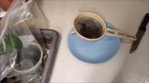 Как вырастить фейхоа дома.