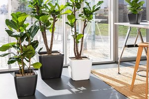 Кашпо для цветов ? LECHUZA QUADRO LS с автополивом ? #lechuzamoscow #автополив