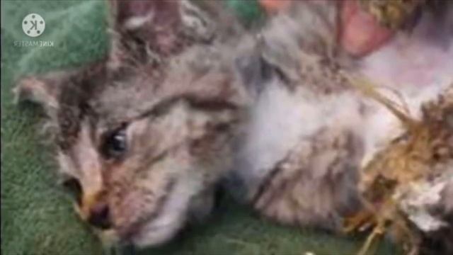 Котенок был найден в закрытом мусорном баке, с ног до головы облитым монтажной пеной смотреть онлайн