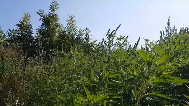 ?️ Porträt 169 - Ragweed/Traubenkraut (Ambrosia artemisiifolia) - Wildpflanzen-Steckbrief (Giftig) смотреть онлайн