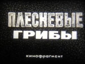 Плесневые грибы