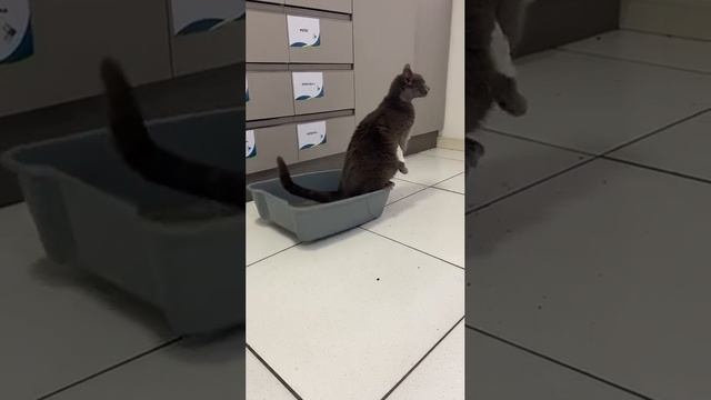 СМЕЯЛИСЬ ВСЕЙ СЕМЬЁЙ АХПХАЭАЭАЭАЖАЖ смотреть онлайн