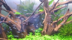 180 Gallon planted Aquarium with Cardinal tetras