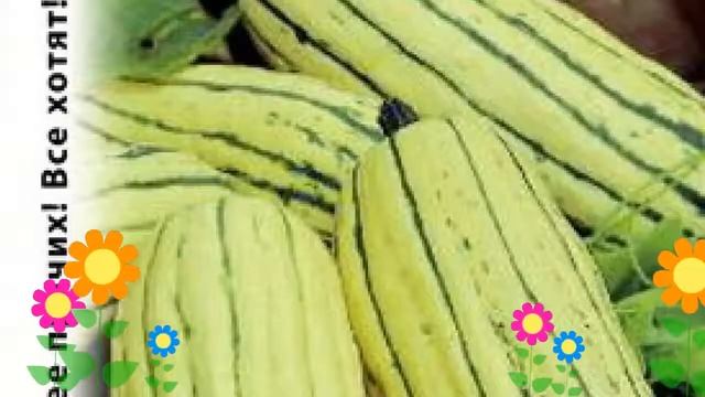 Кабачок зимний (Деликатесный F1). Краткий обзор, описание характеристик, где купить семена смотреть онлайн