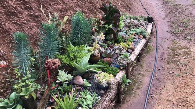 Saiba como CUIDAR de SUCULENTAS em épocas de muita chuva. DICAS de cultivo. 🪴🌧 смотреть онлайн