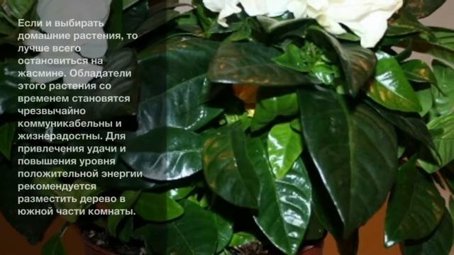Полезные домашние растения