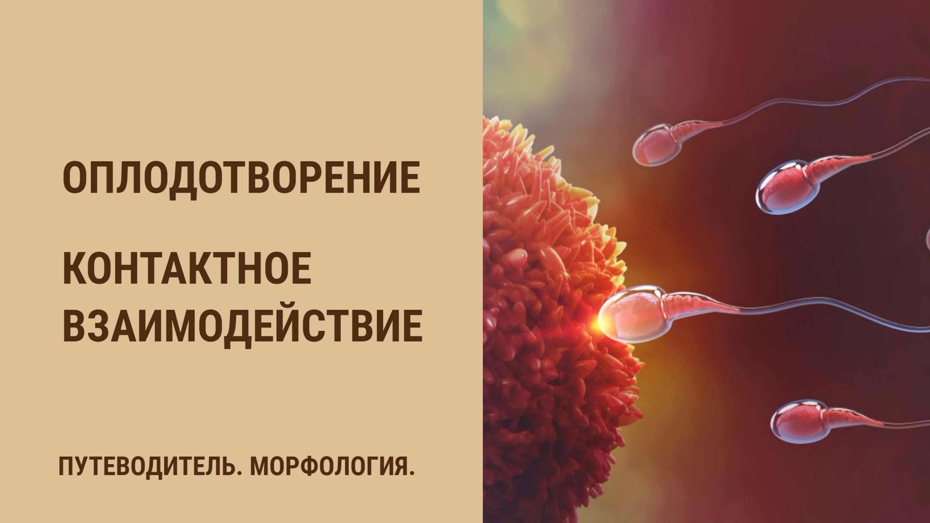 Оплодотворение.  Контактное взаимодействие
