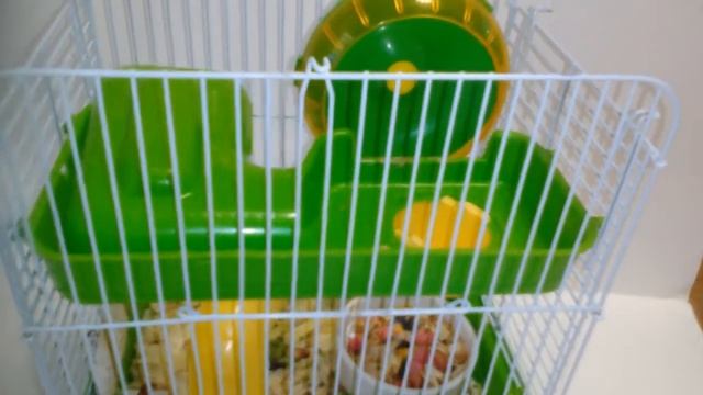 Диабет у джунгарского хомячка. Что делать, если ваш хомячок болеет диабетом. смотреть онлайн