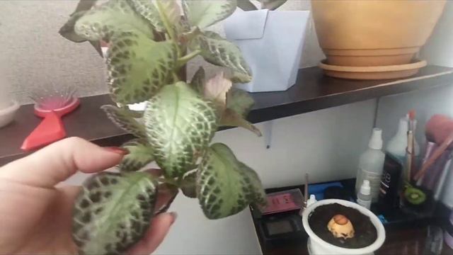 Мои домашние цветы🌷 смотреть онлайн