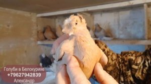 Двухчубые, бойные голуби в Белокурихе, Алтай