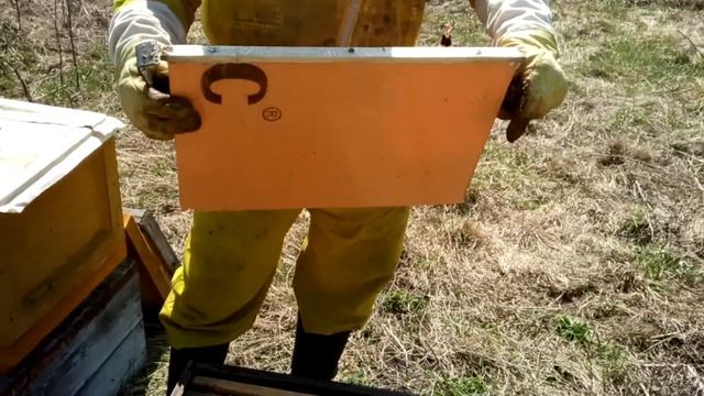 Пчеловодство. Формирование отводков, самый простой и доступный способ увеличения пасеки. смотреть онлайн