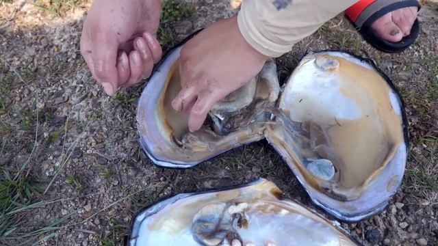 Magic Beach! The black shells here are huge and the rich golden pearls are of perfect quality смотреть онлайн