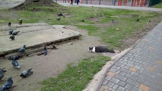 Кот охотится на голубей смотреть онлайн