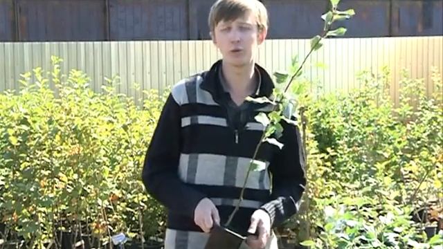 Сорта вкусных груш для Кузбасса