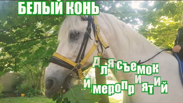 КИНОкони. КИНОконь. Белый конь для съемок и мероприятий. Взрослый, опытный актёр. смотреть онлайн