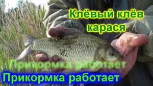Клёвый клёв карася. Прикормка работает.