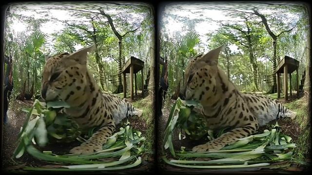 Serval Pineapple Demolition in 3D 180VR смотреть онлайн