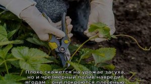 Клубника Элиане