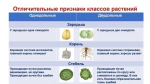 Тема 38. Двудольные и однодольные растения