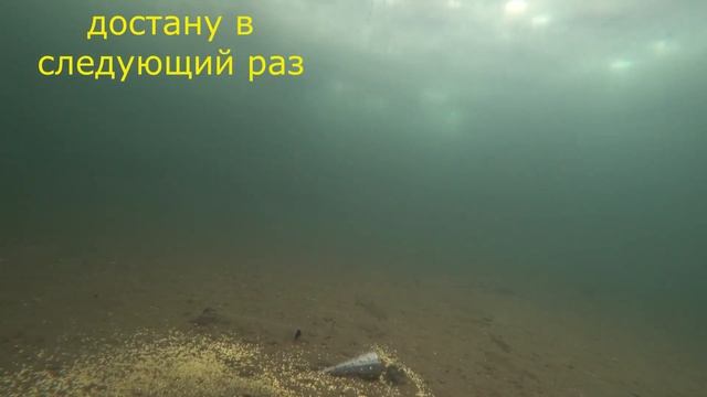 Ест ли рыба сырое пшено? Подводная съемка. смотреть онлайн