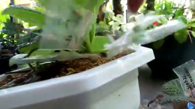 Mengintip buah karlyn hasil silang dengan bunga kuning my precious смотреть онлайн