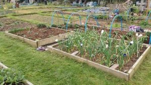 Allotment plot April 2019.  No. 5