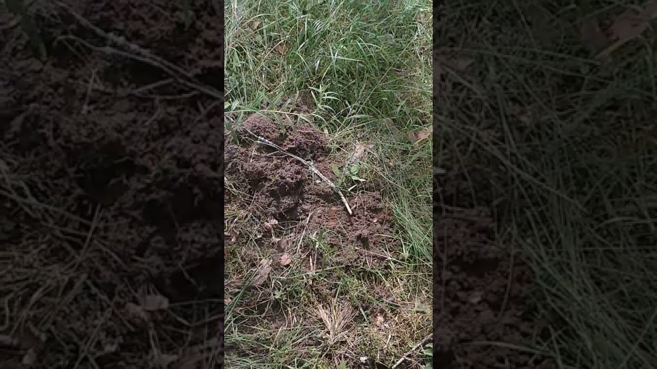 монета достоинством 3 копейки!!! смотреть онлайн