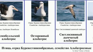 Птица, отряд Буревестникообразные, семейство Альбатросовые bird albatross Темноспинный дымчатый