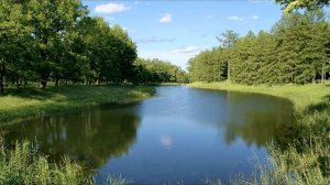 Выращивание съедобных лягушек как бизнес