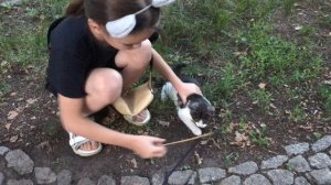 Кошка Буся подняла на меня лапу. Новые лица на даче