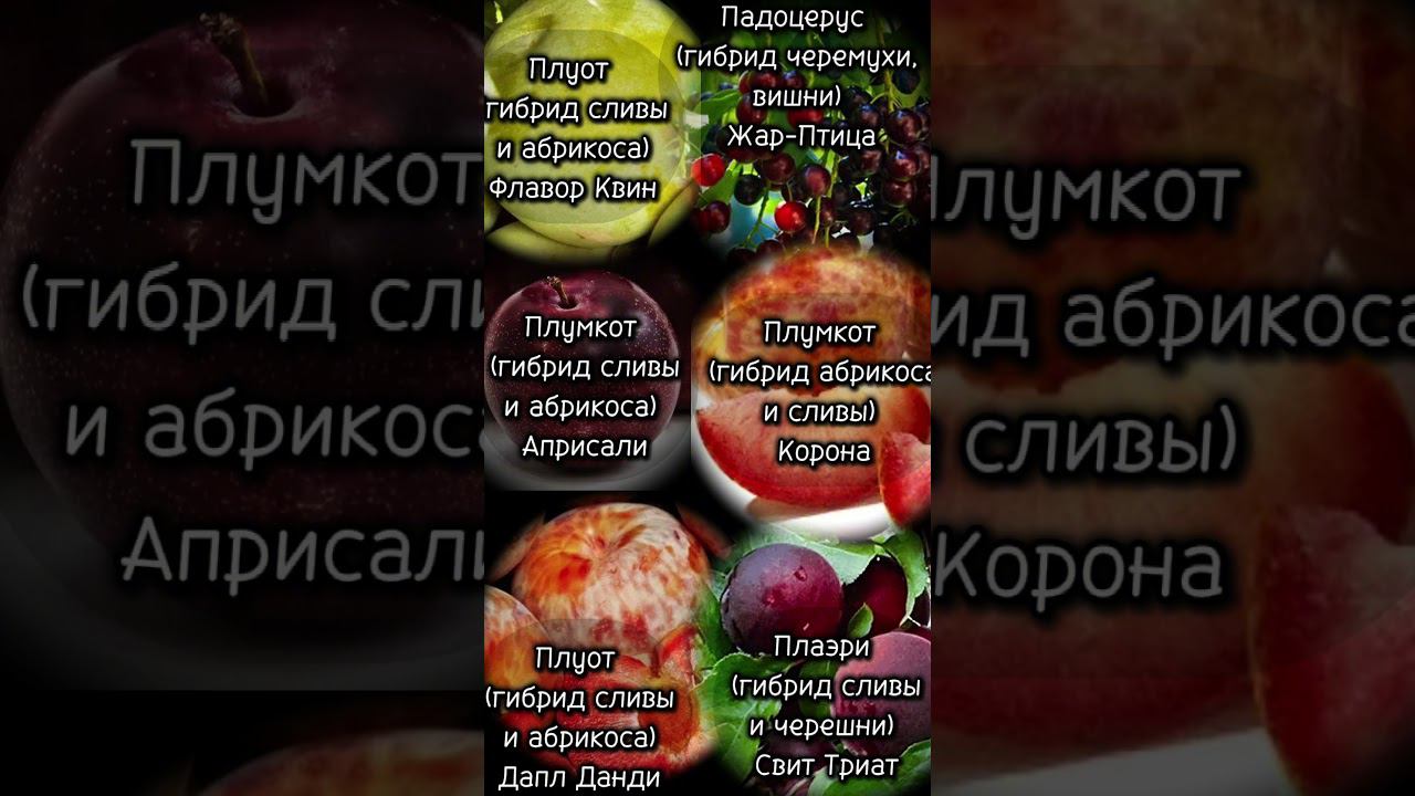 Лучшие сорта гибридов (плуот, падоцерус, плумкот, плаэри)  #советысадоводам #ассортимент