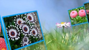 Маргаритки  для вас !!!!  Ladyguinalex-O.S   ProShow Slideshow