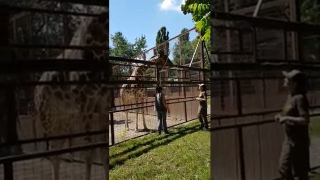 Что делает ЖИРАФ?  Жираф в зоопарке!
