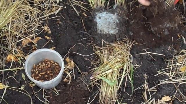 Чуфа (земляной миндаль) сбор урожая. Тюмень. Сентябрь 2018.