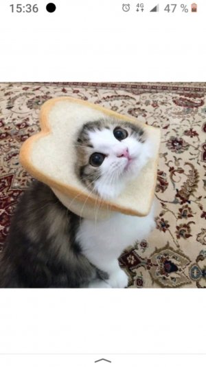 котик в хлебушке