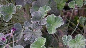 Pelargonium sidoides (South African Geranium) - Cold Symptoms, Lung Infections, Bronchitis,