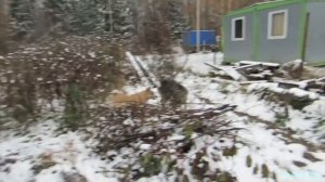 ✦Видеоклип про Тайну, Соболя и Лайму✦✧✦"Лайки Соловьёва"