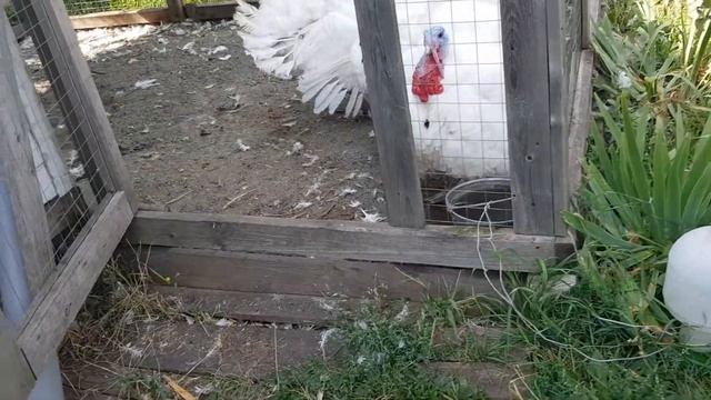 Индюки Биг-6. Вес, содержание, забой в 4,5 месяца(19 недель, 133дня). смотреть онлайн