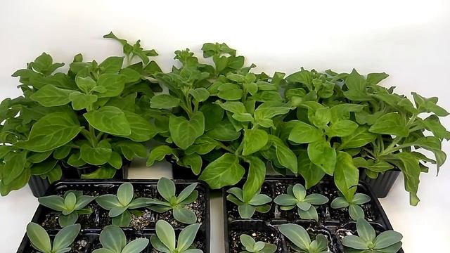 ЭУСТОМА и ПЕТУНИЯ | ЛЕНИВЫЙ СПОСОБ ВЫРАЩИВАНИЯ ПЕТУНИИ | 30 апреля - предварительное сравнение! смотреть онлайн