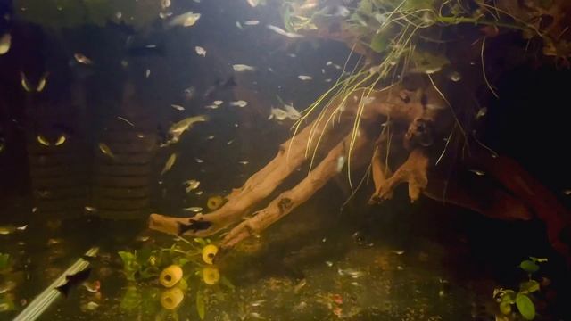 Живородящие рыбки - гуппи, моллинезии, меченосцы смотреть онлайн