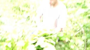 лайфхак-как вязать  веник из орешника.MP4