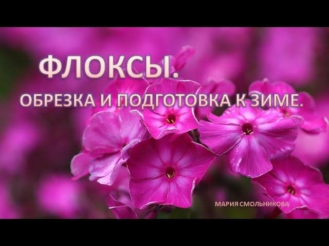 Как обрезать флоксы под зиму осенью. Как обрезать флоксы под зиму осенью