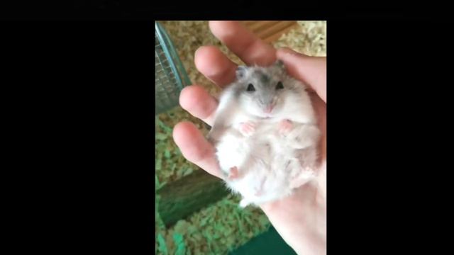 СУПЕР РУЧНОЙ ХОМЯК ЗАСЫПАЕТ НА РУКАХ