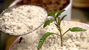 Хотите быстро загубить свою рассаду делайте так. Вермикулит, агроперлит, вот что важно знать.