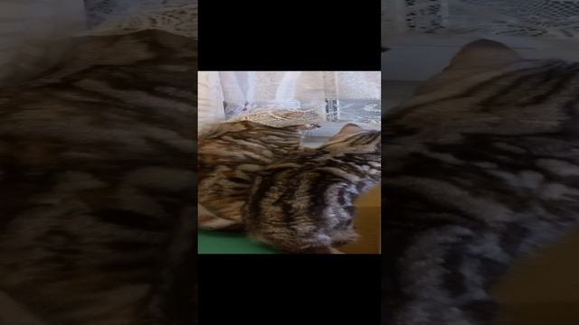 1000002043.mp4 смотреть онлайн