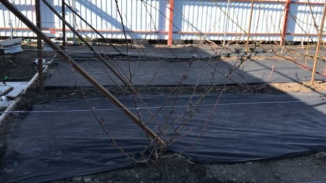 Дирксен, Вон - сорта которые меня разочаровали смотреть онлайн